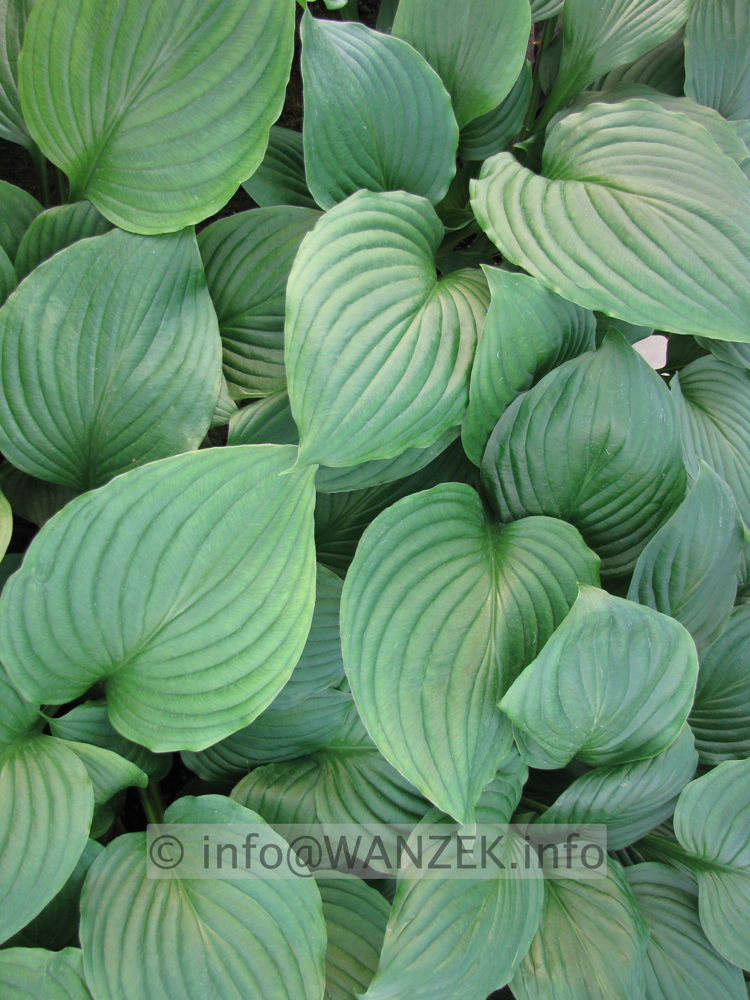 Hosta Hybride Gruene Dame 02.JPG